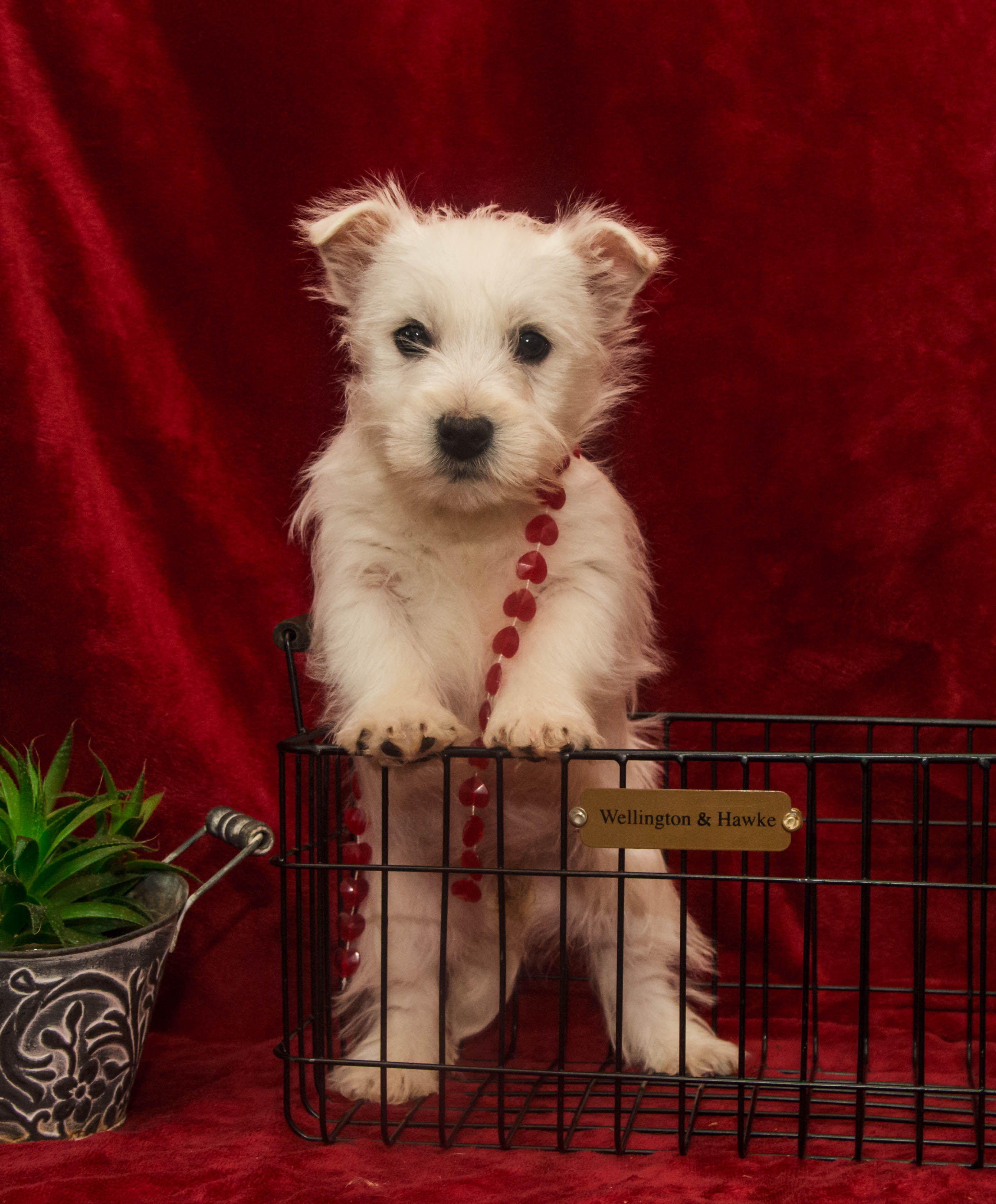 puppy, for, sale, West Highland White Terrier, Amos B. King, dog, breeder, Romney, WV, dog-breeder, puppy-for-sale, forsale, nearby, find, puppyfind, locator, puppylocator, aca